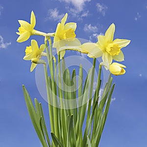 Yellow narcissus flower