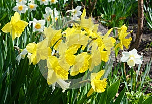 Yellow narcissus flower also known as daffodil, daffadowndilly, narcissus, and jonquil.