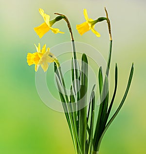 Yellow narcissus flower, close up, green degradee background. Know as daffodil, daffadowndilly, narcissus, and jonquil