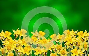 Yellow narcissus flower, close up, green to yellow degradee background. Know as daffodil, daffadowndilly, narcissus, and jonquil