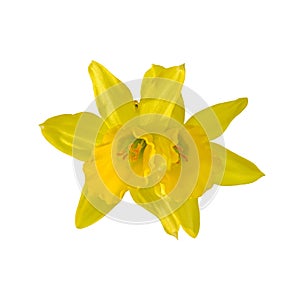 Yellow narcissus flower, close up, white background. Know as daffodil, daffadowndilly, narcissus, and jonquil