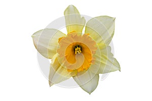 Yellow narcissus flower isolated on white background.