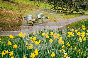 Yellow narcissus flowers blooming in park. Narcissus minor. Group of lesser daffodil. Least daffodil and bench