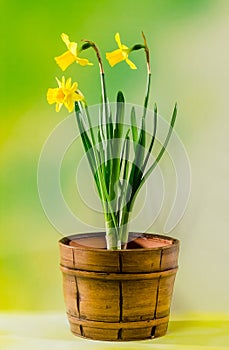 Yellow narcissus flowers in a brown rustic (vintage) pot, close up.