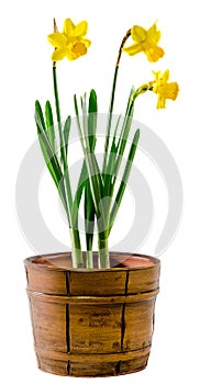 Yellow narcissus flowers in a brown rustic (vintage) pot, close up,white background