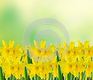 Yellow narcissus flowers, close up, green to yellow degradee background. Know as daffodil, daffadowndilly, narcissus, and jonquil