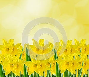 Yellow narcissus flowers, close up, yellow degradee background. Know as daffodil, daffadowndilly, narcissus, and jonquil