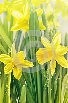 Yellow narcissus flowers and green leaves