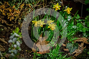 Yellow narcissus flowers with snow in the garden. Blloming narcissus.