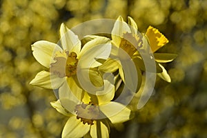 Yellow narcissus flowers in spring