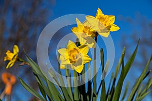 Yellow narcissus Narcissus poeticus