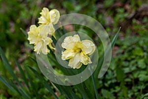 Yellow narcissus Narcissus poeticus