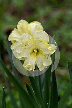 Yellow narcissus Narcissus poeticus