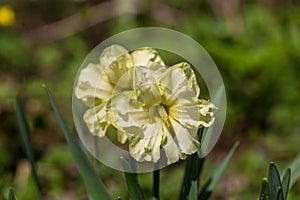 Yellow narcissus Narcissus poeticus