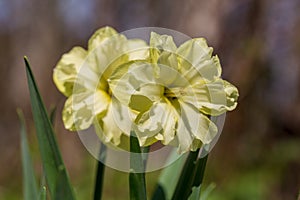 Yellow narcissus Narcissus poeticus