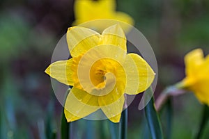 Yellow narcissus Narcissus poeticus