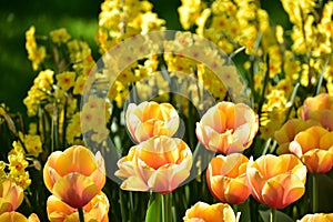 Yellow Narcissus poeticus and Orange Tulipa gesneriana in Keukenhof gardens
