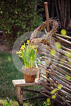 Yellow narcissus in pot, osier wicker fence and tools in early spring garden