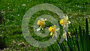 Yellow Narcissus spring flowers, also called Daffodils, growing in corner of garden lawn, in full blossom.