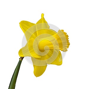 Yellow narcissus on a white isolated background. In spring, daffodils of various species bloom in the garden. Blooming narcissus.