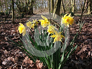 Yellow Narcissus in the wood