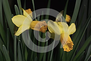 Yellow narcissus. Yellow daffodils in a pot. Close-up