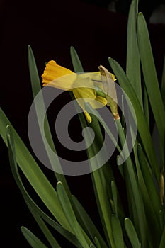 Yellow narcissus. Yellow daffodils in a pot. Close-up