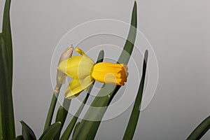 Yellow narcissus. Yellow daffodils in a pot. Close-up