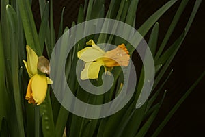 Yellow narcissus. Yellow daffodils in a pot. Close-up