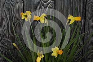 Yellow narcissus. Yellow daffodils in a pot. Close-up