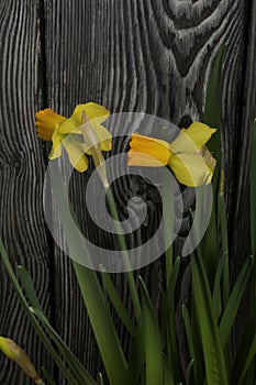 Yellow narcissus. Yellow daffodils in a pot. Close-up