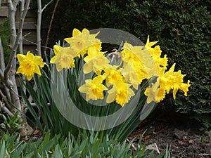 Yellow Narcissuses