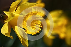 Yellow narcissuses in the sunny day.