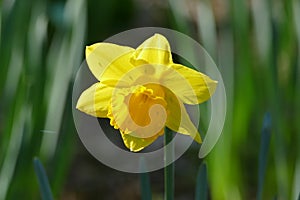 Yellow Narcisus