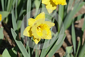 Yellow Narcisus