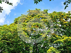 Yellow Narra Tree with Blue Skies