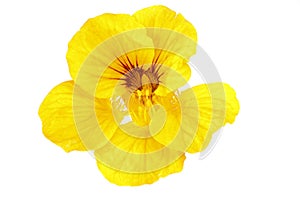 Yellow nasturtium