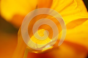 Yellow nasturtium