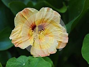 Yellow Nasturtium In Bloom In Summer