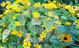 Yellow nasturtiums photo