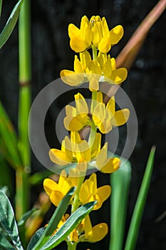 Yellow native flower in bloom