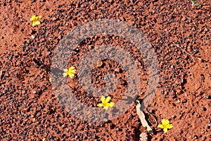 Yellow native Velleia wildflower species captures the red dry soil of the Australian outback