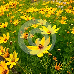 Yellow Nature flower fragility petal