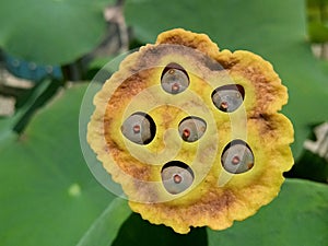 Yellow Nature flower fresh