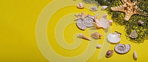 Yellow nautical background with sea shells, starfishes and fishing net. Assorted marine animals