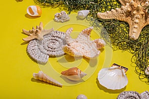 Yellow nautical background with sea shells, starfishes and fishing net. Assorted marine animals