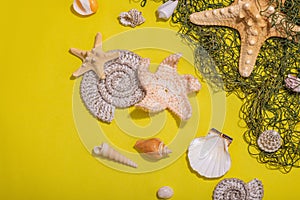 Yellow nautical background with sea shells, starfishes and fishing net. Assorted marine animals
