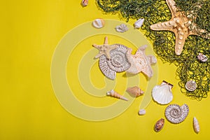 Yellow nautical background with sea shells, starfishes and fishing net. Assorted marine animals