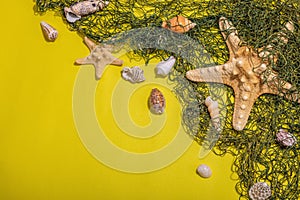 Yellow nautical background with sea shells, starfishes and fishing net. Assorted marine animals