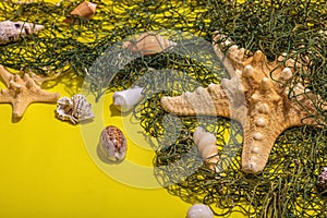 Yellow nautical background with sea shells, starfishes and fishing net. Assorted marine animals